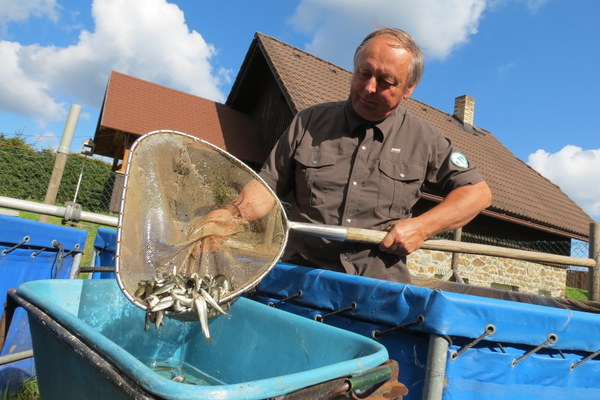 Vlastimil Kučava nabírá jednoroční lipany v rybí líhni