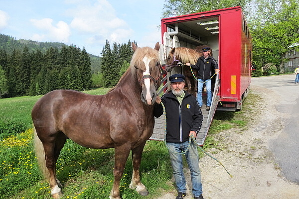 koně z píseckého hřebčince právě dorazili na strážný, foto pp