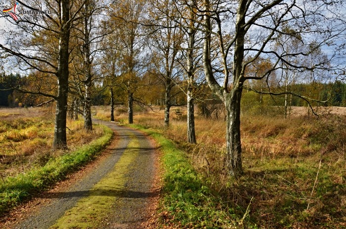 Volary 15. října 2013