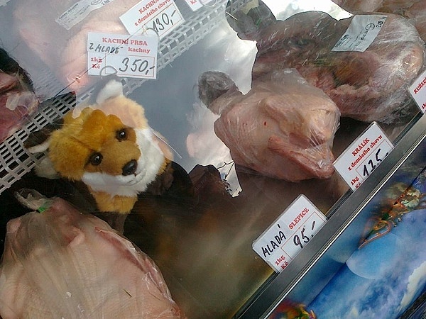 liška-jana blažíčková