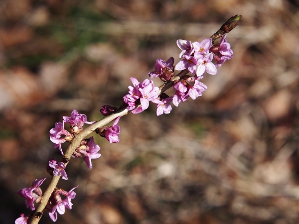 lýkovec jedovatý p3288339