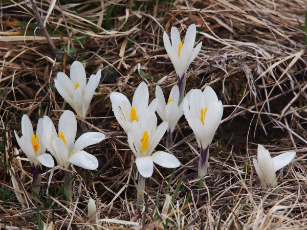 šafrán bělokvětý p3288346