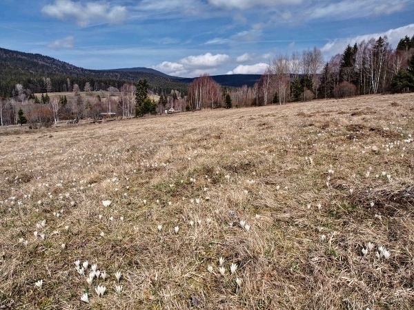 zátoň šafrány p3288363 4 5 fused