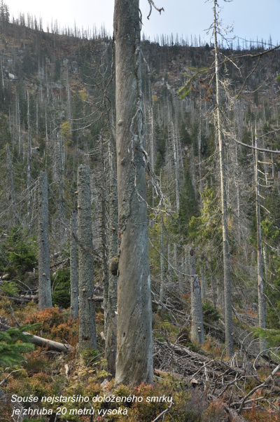 souše nejstaršího doloženého smrku je vysoká zhruba 20m. foto-tomáš koutecký