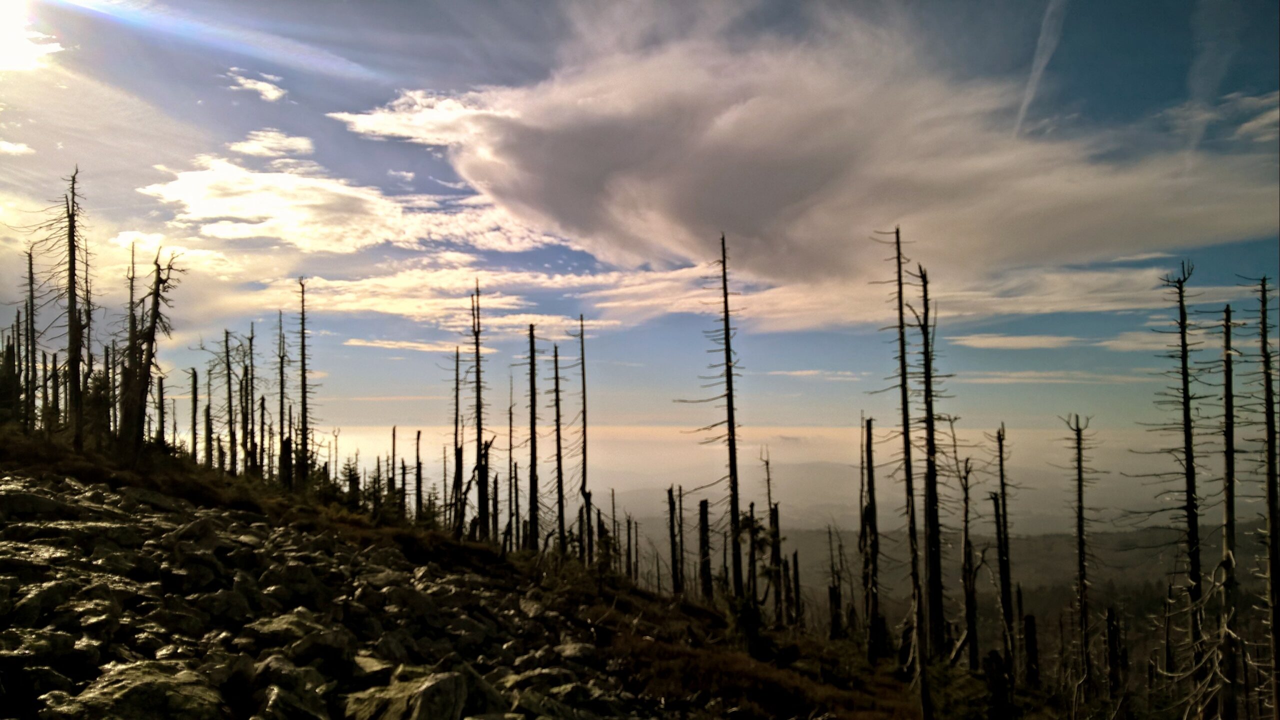 wp 20151113 10 15 29 pro