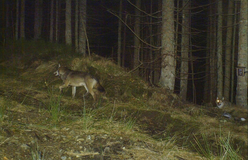 vlci par hochsachten