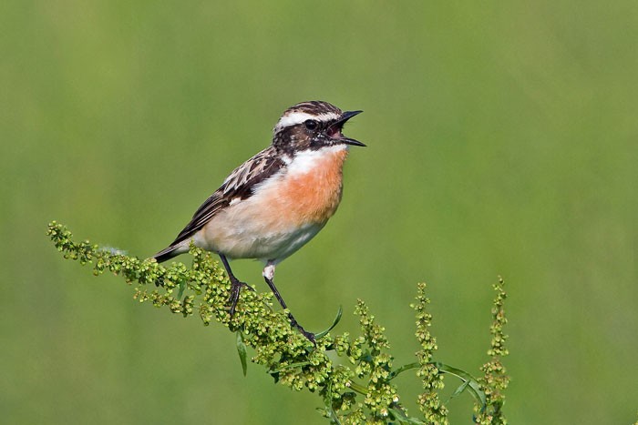 brambornicek-hnedy bjr66uw