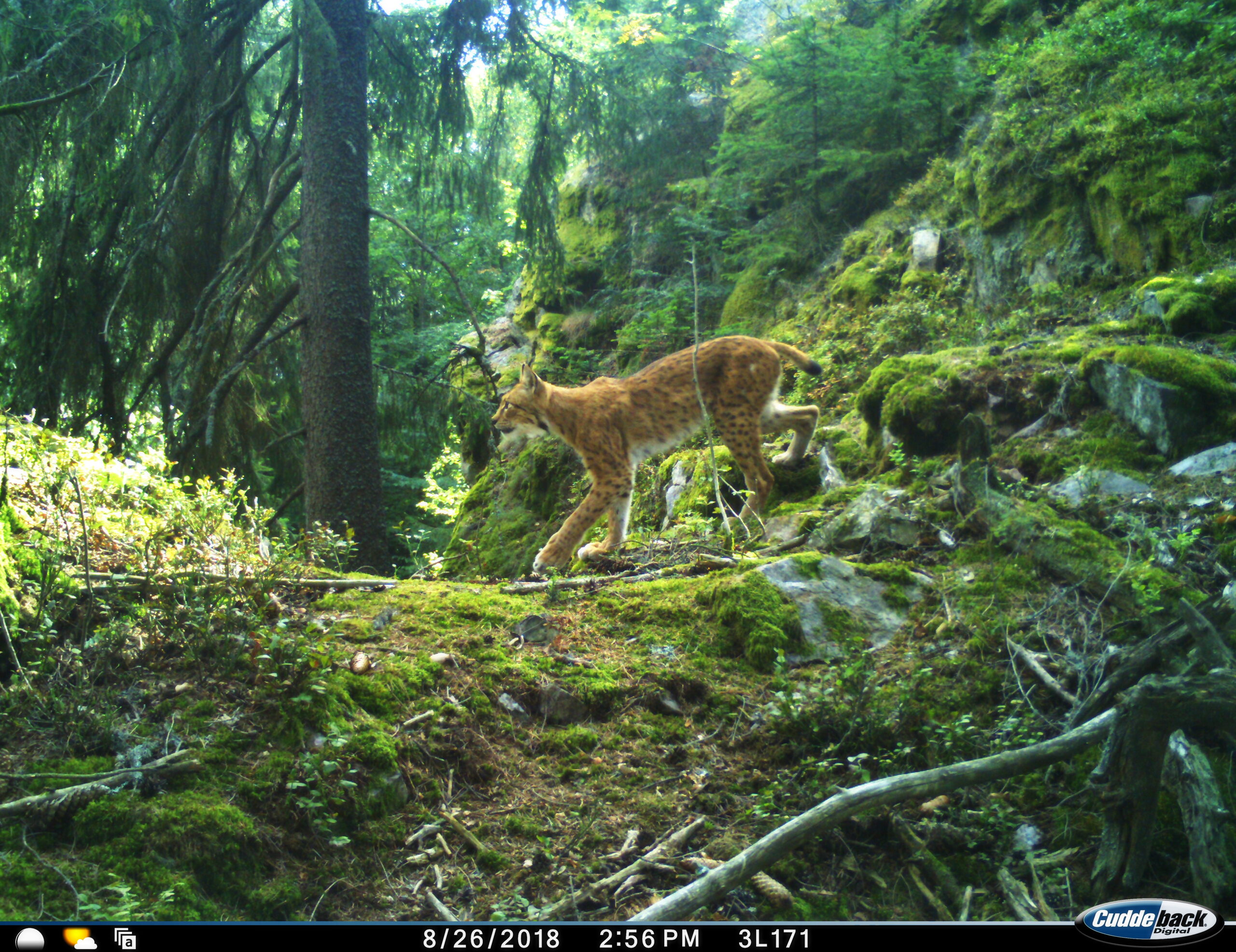 2018-08 Matylda stale zije