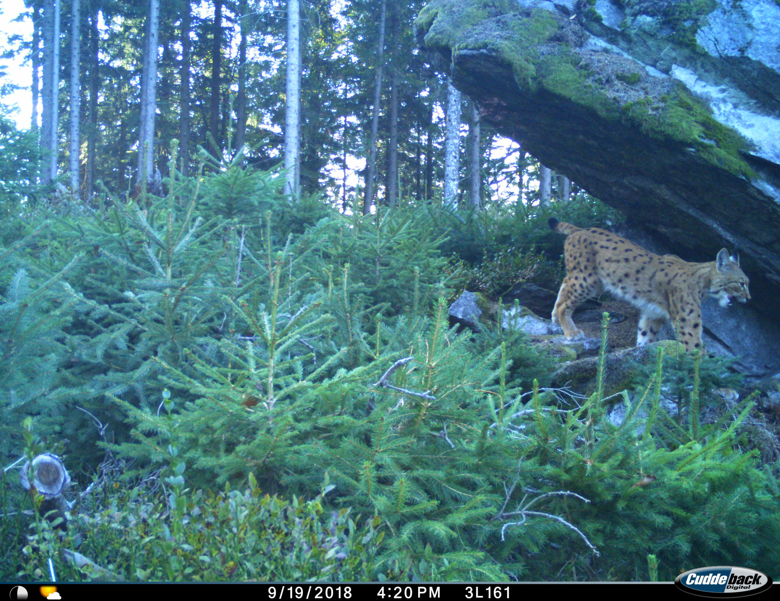 2018-09 rys Bertik v NPS