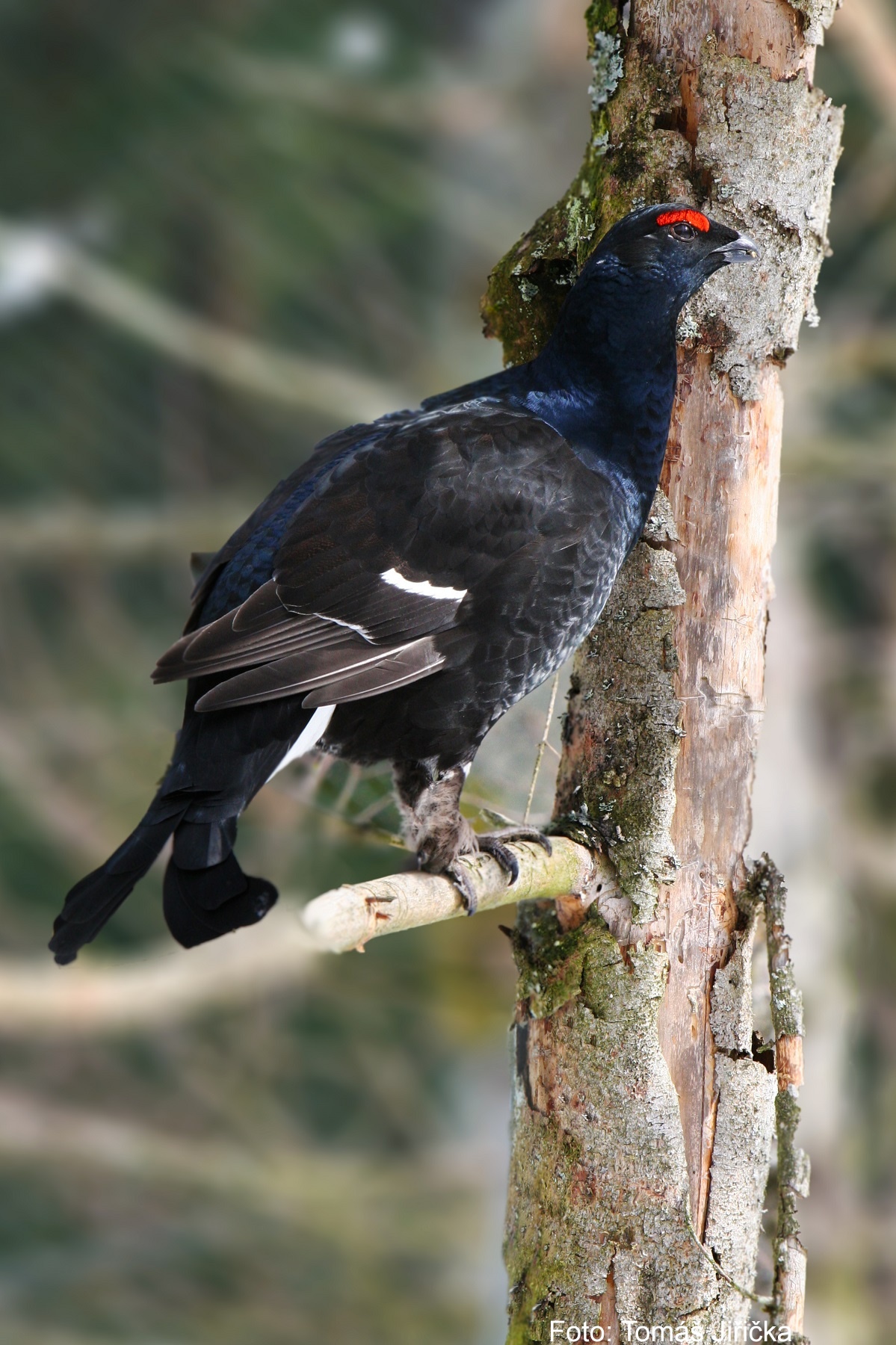 tetřívek 2 - foto tomáš jiřička