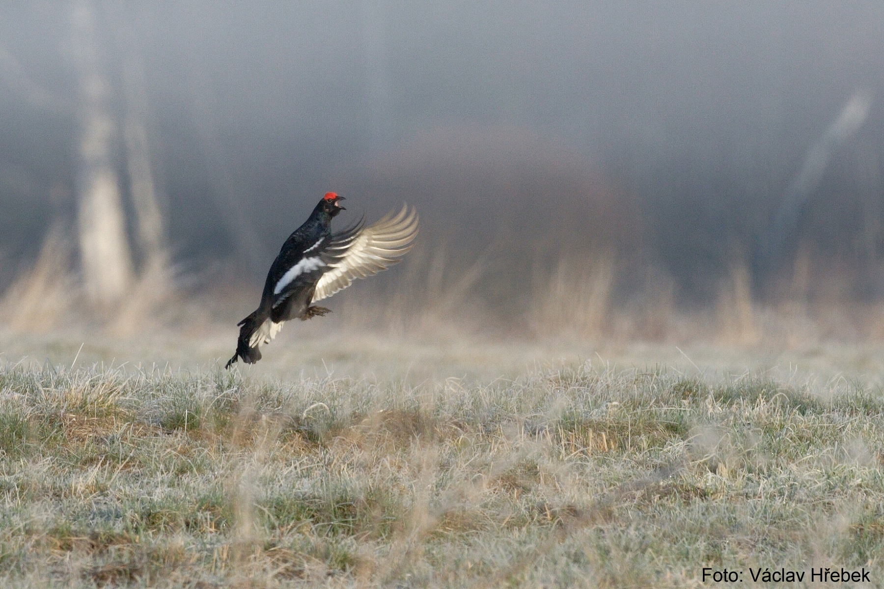 tetřívek3 - foto václav hřebek