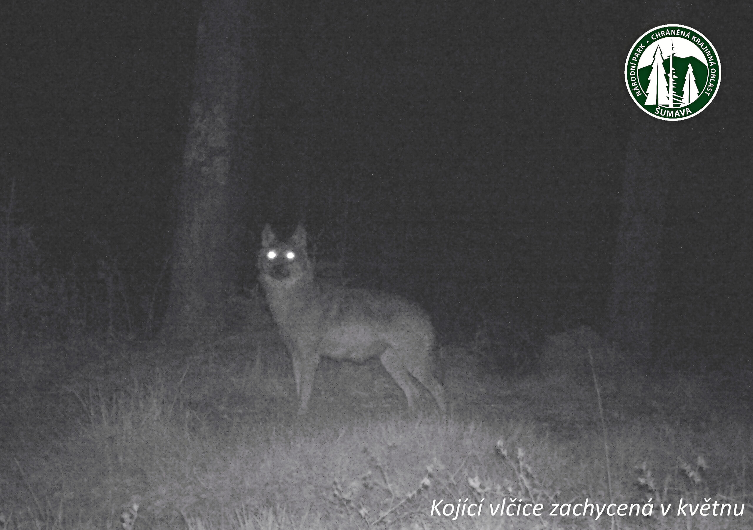 kojící-vlčice-zachycena-v-kvetnu2
