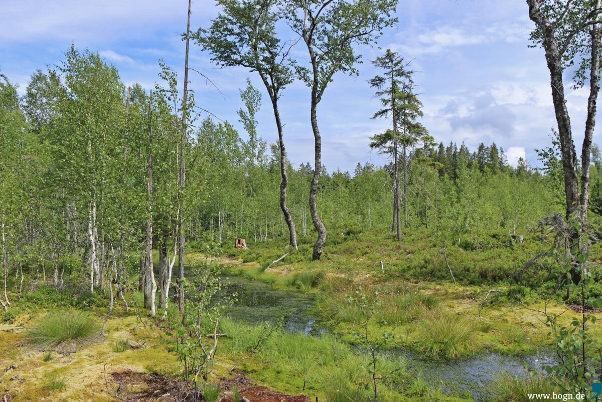 k1600 20220704-finsterauerfilz-filz-finsterau-erweiterung2022-moor-gregor wolf-11-1200x802