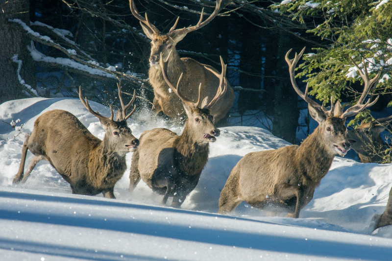 Nejlepší snímky ze Šumavy jsou k vidění v krajském městě