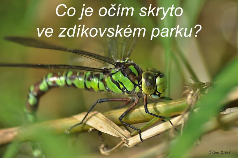 Zdíkovský park je plný života