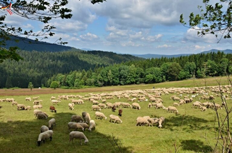 Přes Malé Javorské jezero na Javory