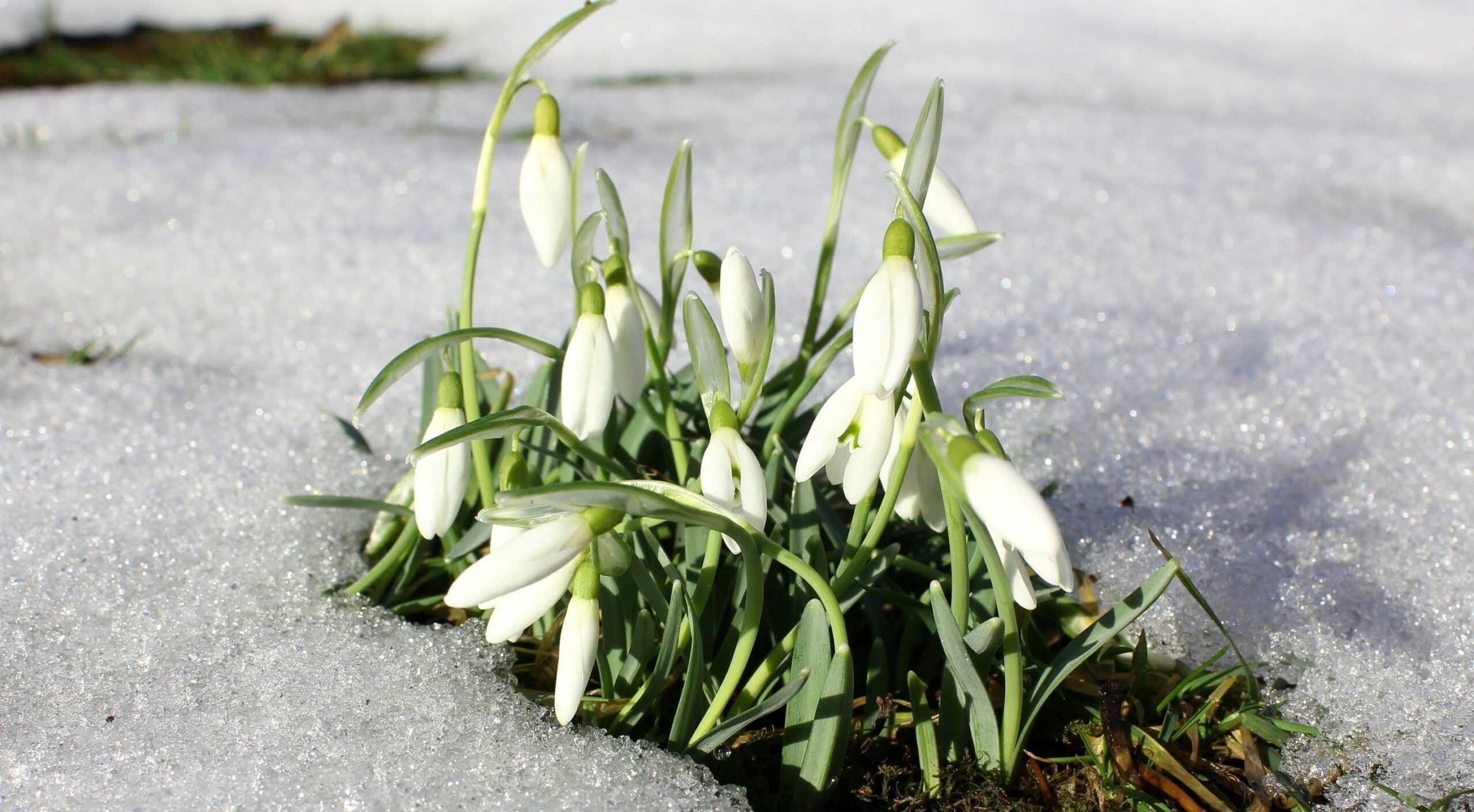 Na Hromnice o hodinu více! - Šumava.eu - webkamery, zpravodajství, počasí,  uzdravuje,