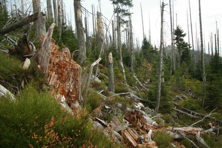 Šumava bude stále plná smrků
