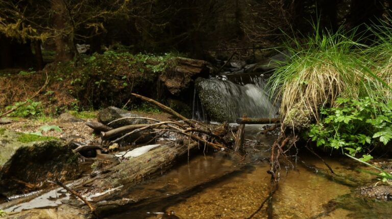 NP Šumava: Mokřady