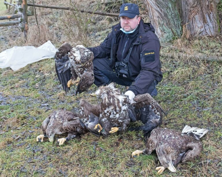 Policie odložila případ otravy čtyř orlů