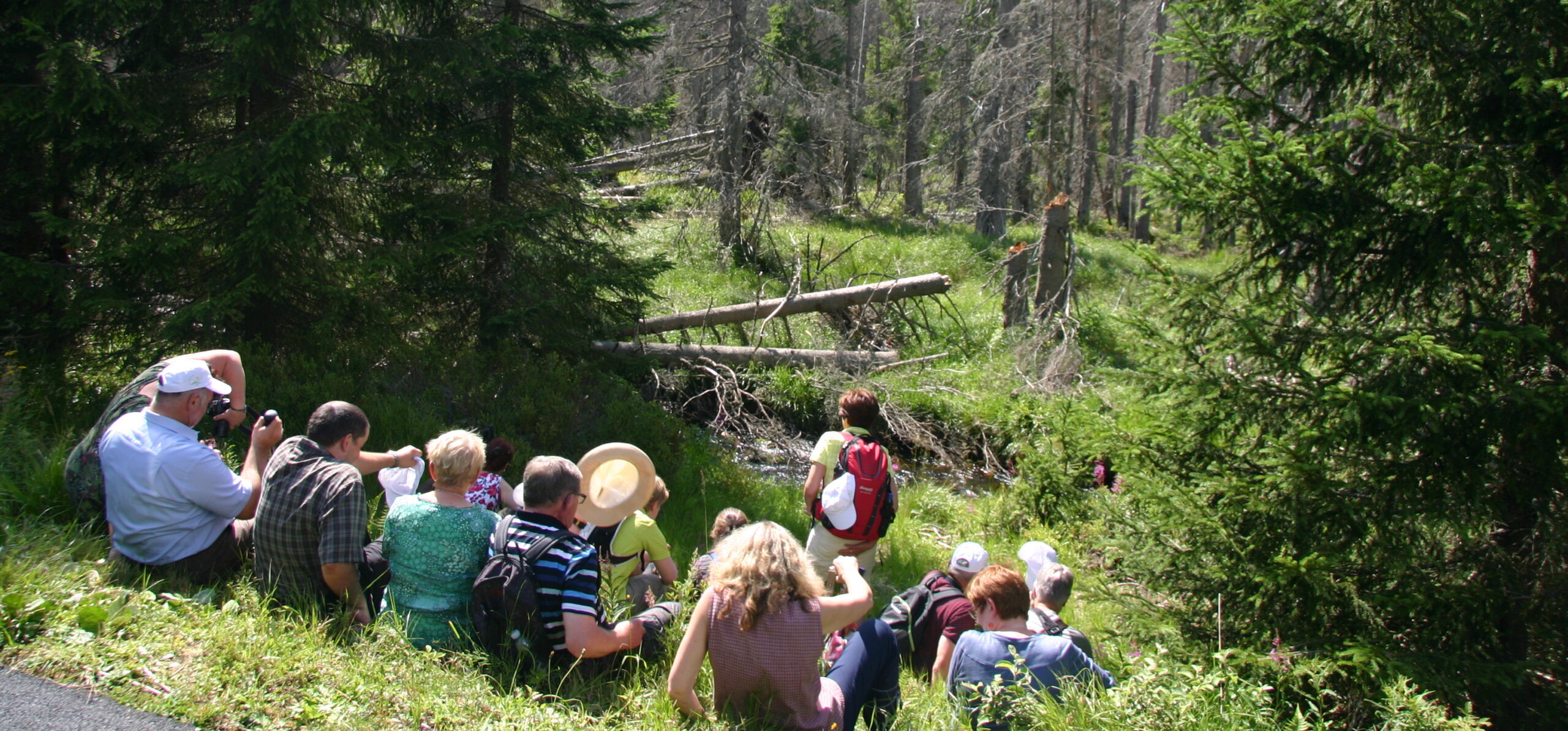 Divoká příroda NP Šumava