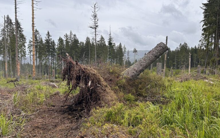 Tlející dřevo v zásahových oblastech NP Šumava