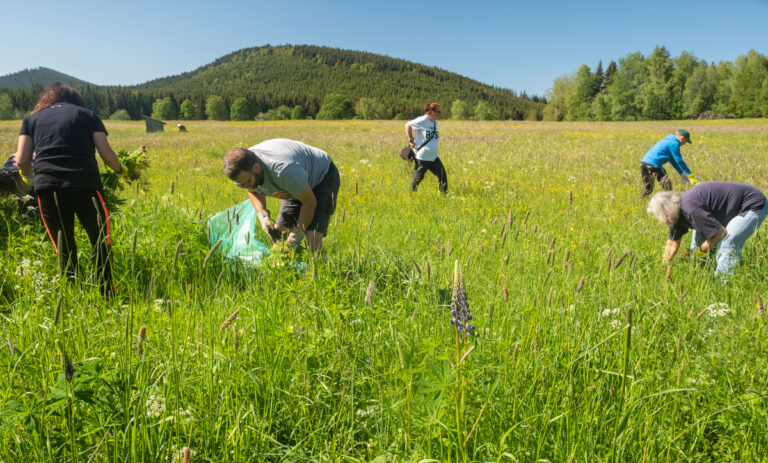 Šumavský invazní problém – lupina