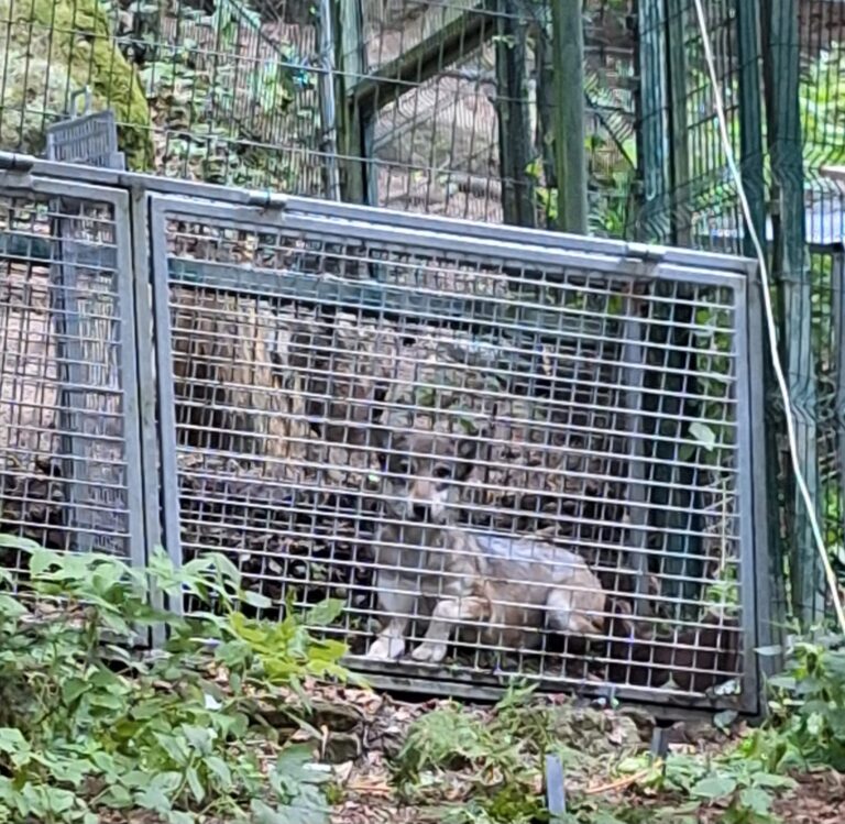 Vlčice pohybující se v okolí NC úspěšne odchycena