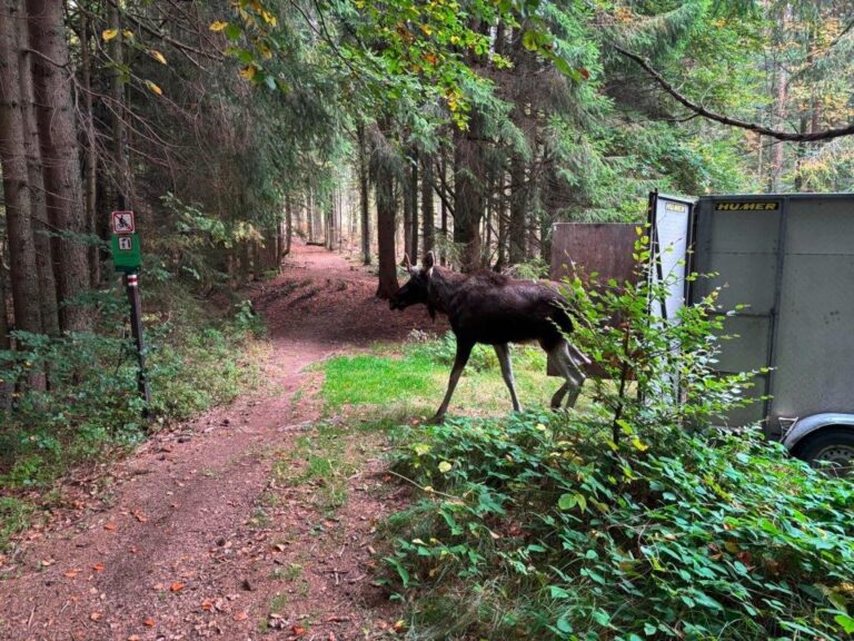 Emil na volno v pohraničí: turisté, držte odstup