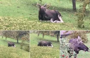 Usadil se konečně los v novém domově?