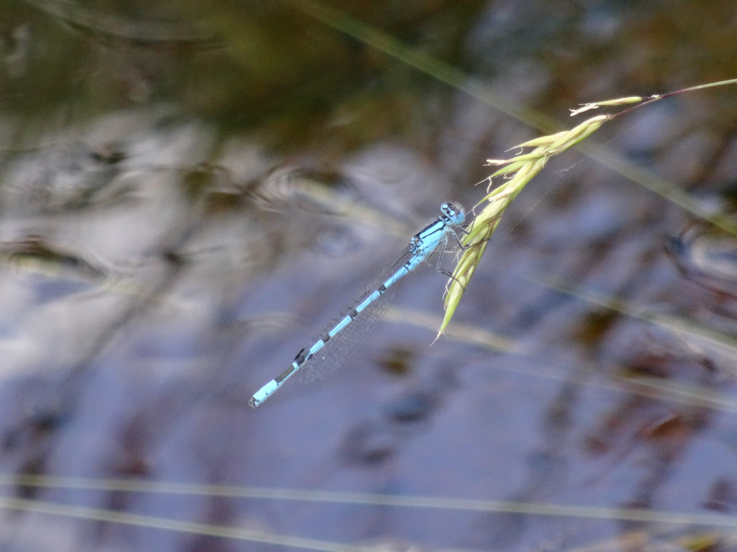 Prameny Vltavy: Příroda a turistika Šumavy