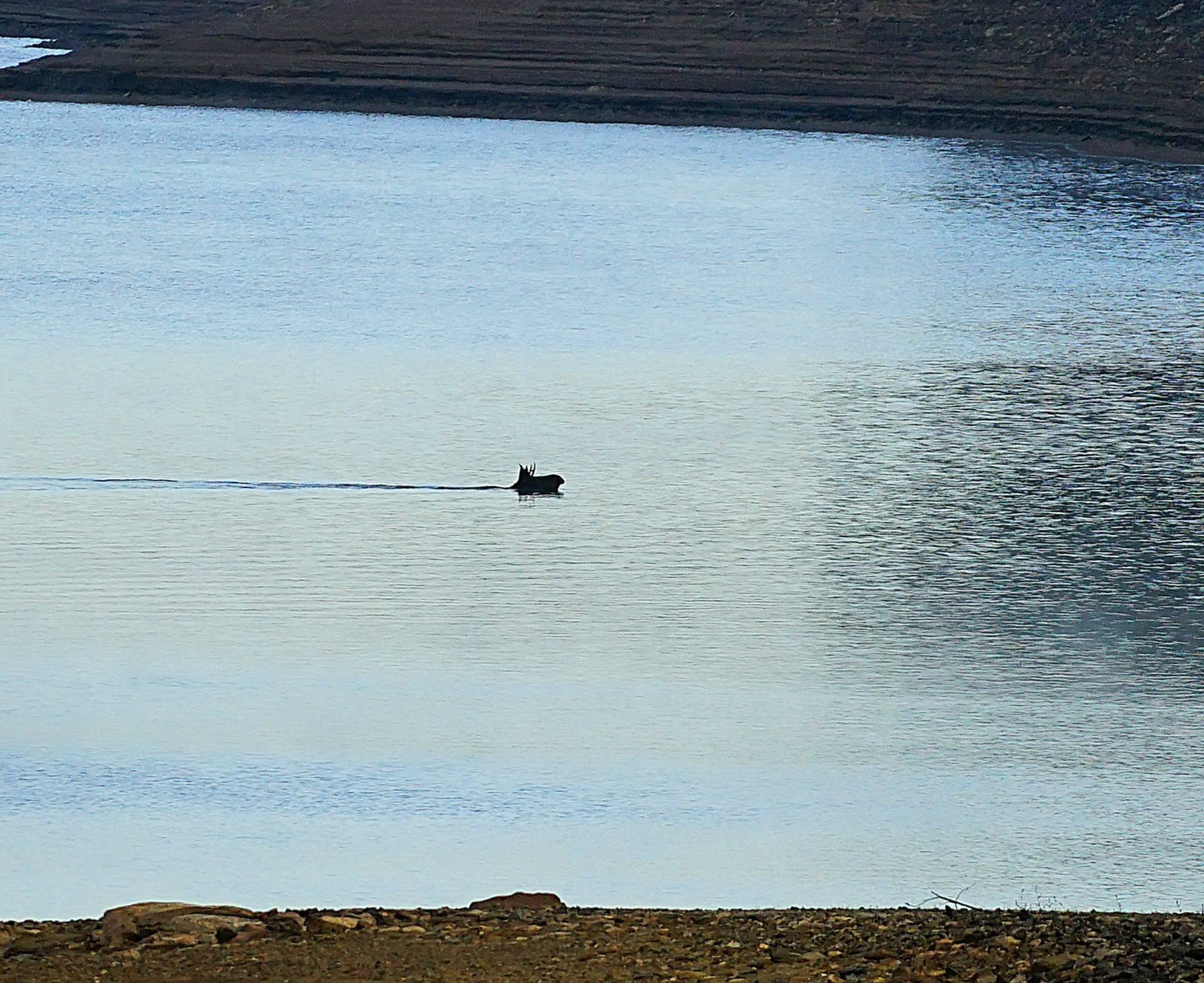Emil spatřen na Šumavě