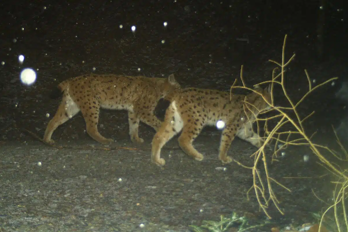 Rysům se na Šumavě daří