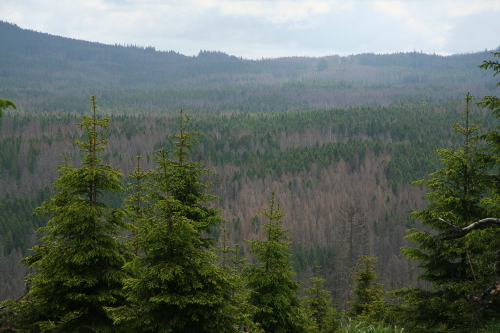🌲 Lesy nad Modravou