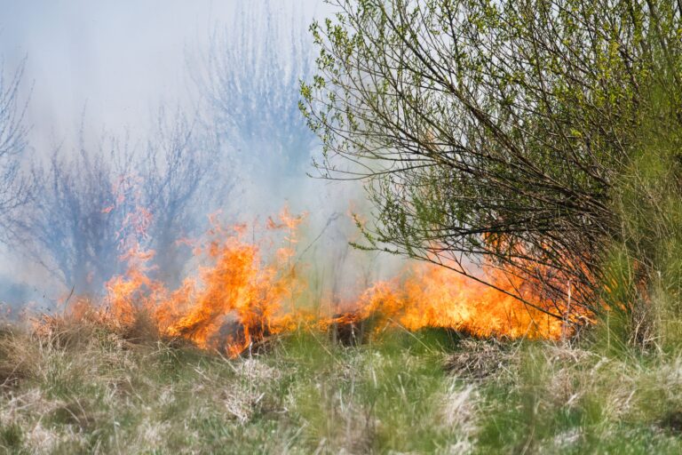Extrémní sucho na Šumavě: správa parku varuje před požárním nebezpečím