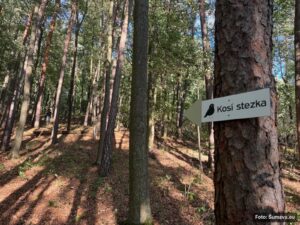 Lesní cesta v borovém lese se směrovkou Kosí stezka na stromě