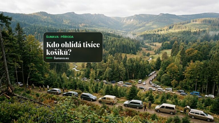 Rekordní houbařská sezona zaplnila šumavské lesy auty, park varuje před přetížením