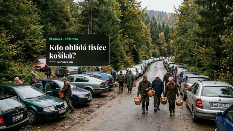 Rekordní houbařská sezona zaplnila šumavské lesy auty, park varuje před přetížením