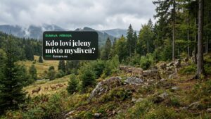Na Šumavě a v Bavorském lese žilo loni nejméně 43 vlků