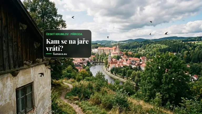 Český Krumlov varuje před ničením hnízd jiřiček po jejich odletu